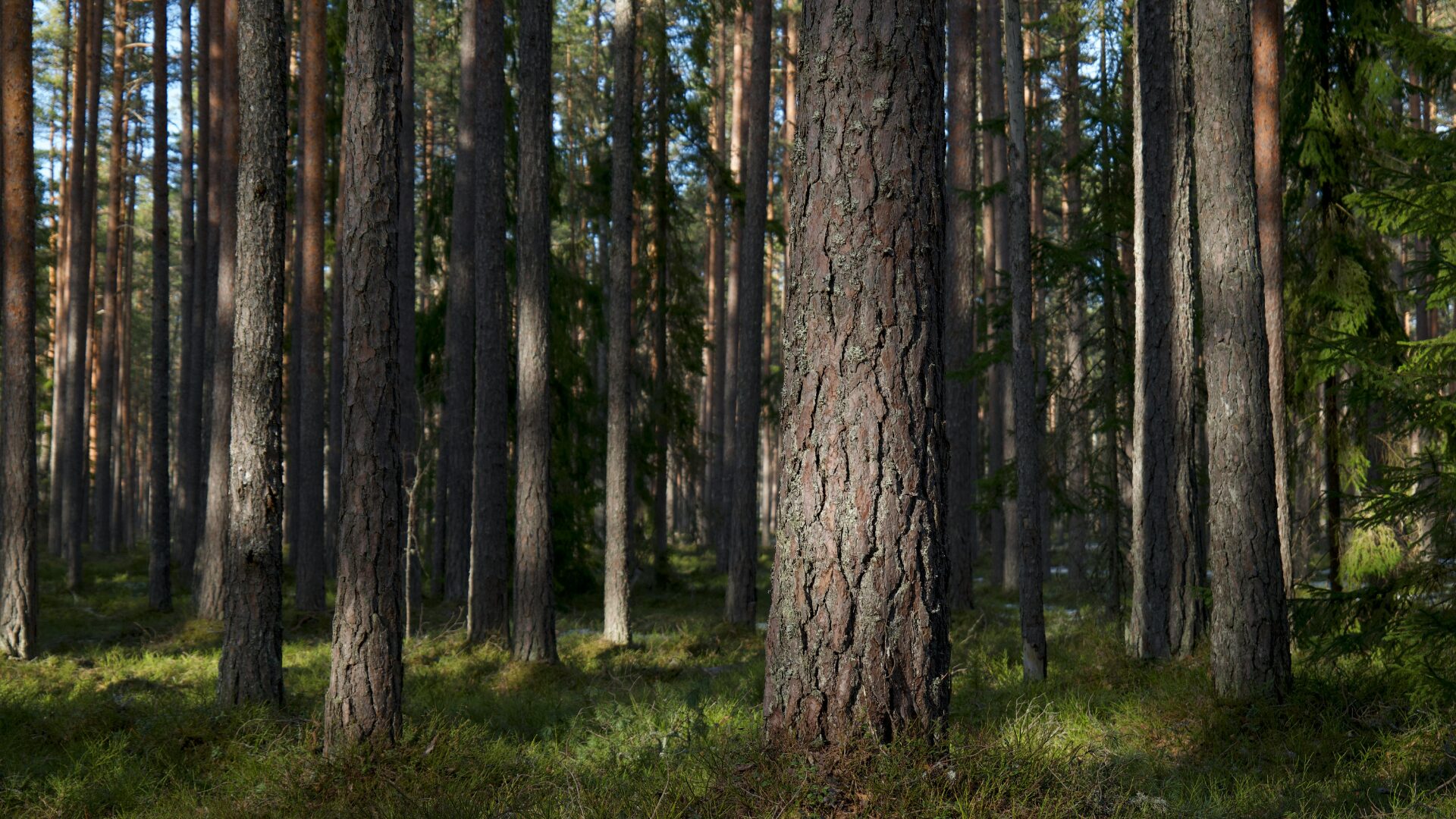 Meet our company: Combiforest OÜ